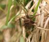 Dolomedes sp.